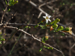 Lycium schweinfurthii