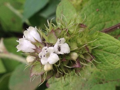 Lepechinia caulescens