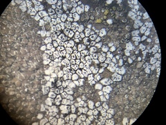 Acarospora americana