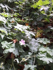 Geranium × oxonianum