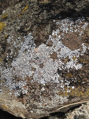 Acarospora americana