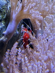 Lysmata debelius