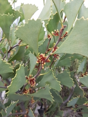 Hakea flabellifolia