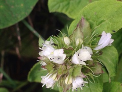 Lepechinia caulescens