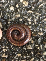 Pachyiulus hungaricus