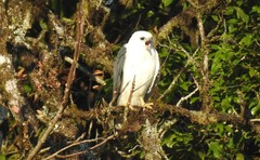 Pseudastur polionotus