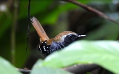 Myrmoderus squamosus