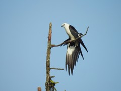 Elanoides forficatus