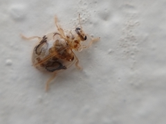 Psyllobora bicongregata