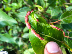 Thecabius populimonilis