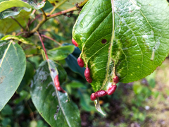Thecabius populimonilis