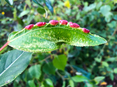 Thecabius populimonilis