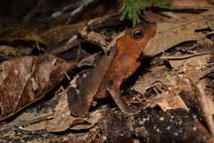 Rhinella roqueana