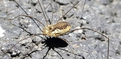 Oligolophus tienmushanensis
