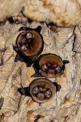 Mormoops blainvillei