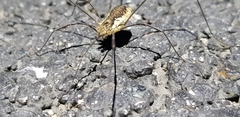 Oligolophus tienmushanensis