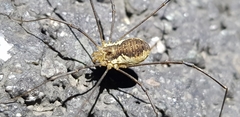Oligolophus tienmushanensis