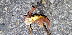 Oligolophus tienmushanensis