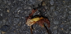 Oligolophus tienmushanensis