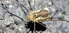 Oligolophus tienmushanensis