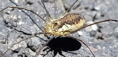 Oligolophus tienmushanensis