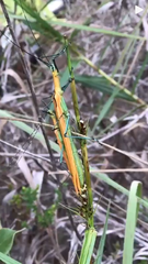 Tithonophasma tithonus