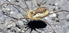 Oligolophus tienmushanensis