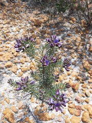 Gompholobium confertum