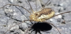 Oligolophus tienmushanensis