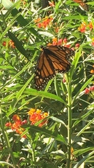 Danaus plexippus