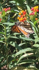 Danaus plexippus