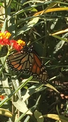 Danaus plexippus
