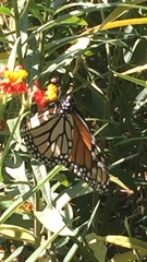 Danaus plexippus