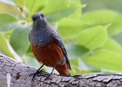 Monticola solitarius
