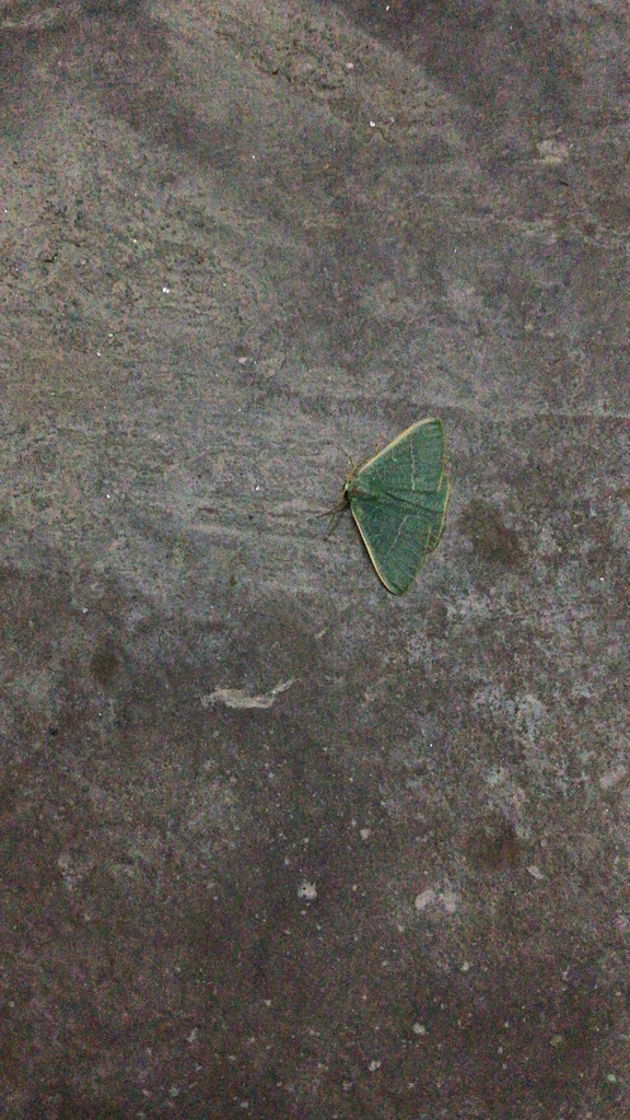 Hemistola detracta