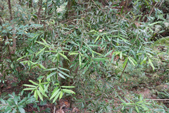 Podocarpus nakaii
