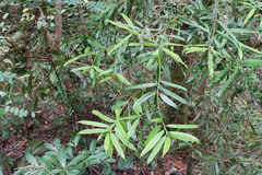 Podocarpus nakaii