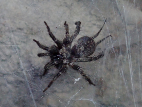 Ischnothele annulata