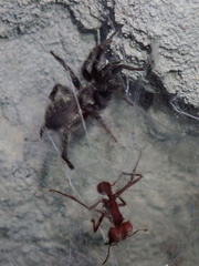 Ischnothele annulata