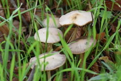 Psathyrella spadiceogrisea