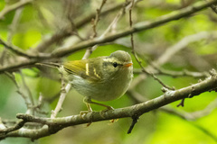 Phylloscopus goodsoni