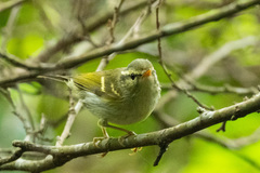 Phylloscopus goodsoni