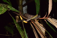 Dendrophidion dendrophis