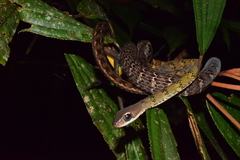 Dendrophidion dendrophis