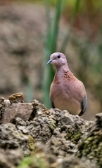 Streptopelia senegalensis