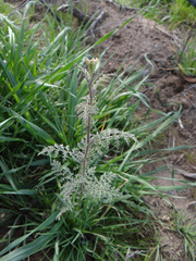 Descurainia erodiifolia