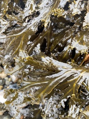 Fucus serratus
