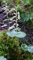 Neottia convallarioides