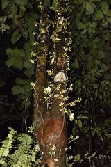 Grias neuberthii