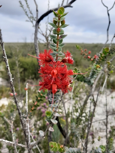 Image of Verticordia grandis by (c) Tim Hammer, some rights reserved (CC BY)